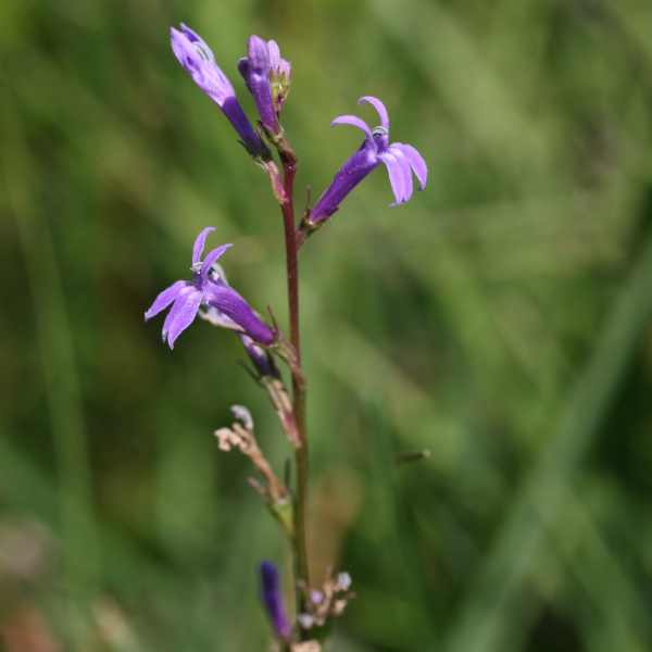 Lob&eacute;lie br&ucirc;lante (Lobelia urens) &copy; Nicolas Macaire / LPO